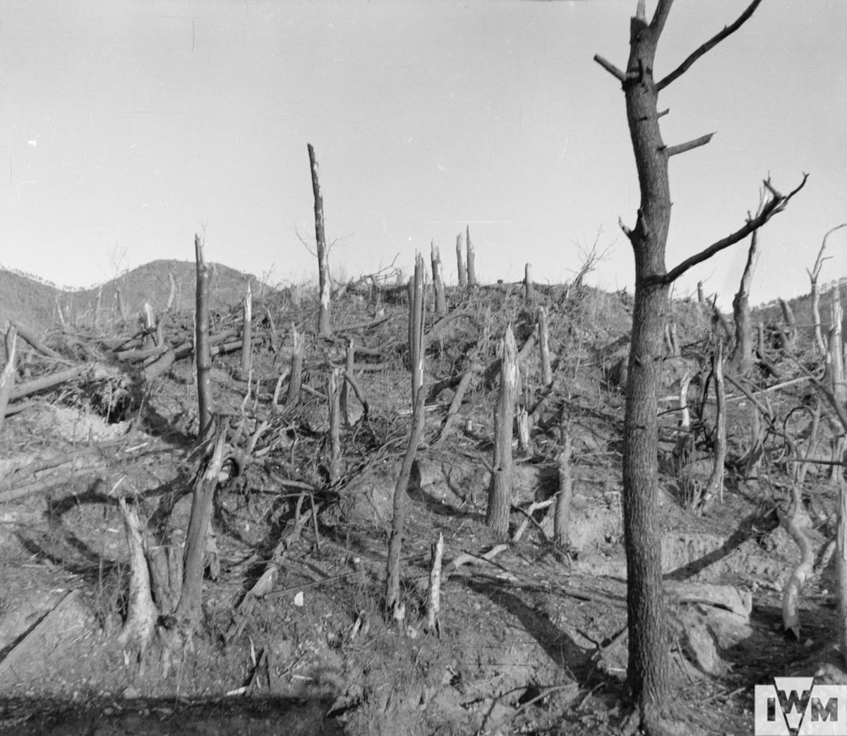 Devastation caused by the atomic bomb to trees half a mile from ground zero at Nagasaki.